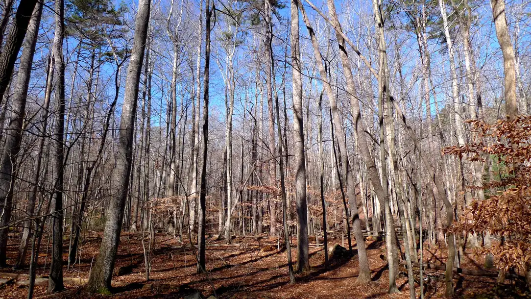 Tall bare grey trunks against a deep blue sky above a slope of brown fallen leaves