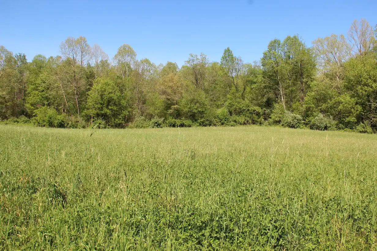 A wide meadow of tall green grass edged by young hardwoods under a cloudless blue sky