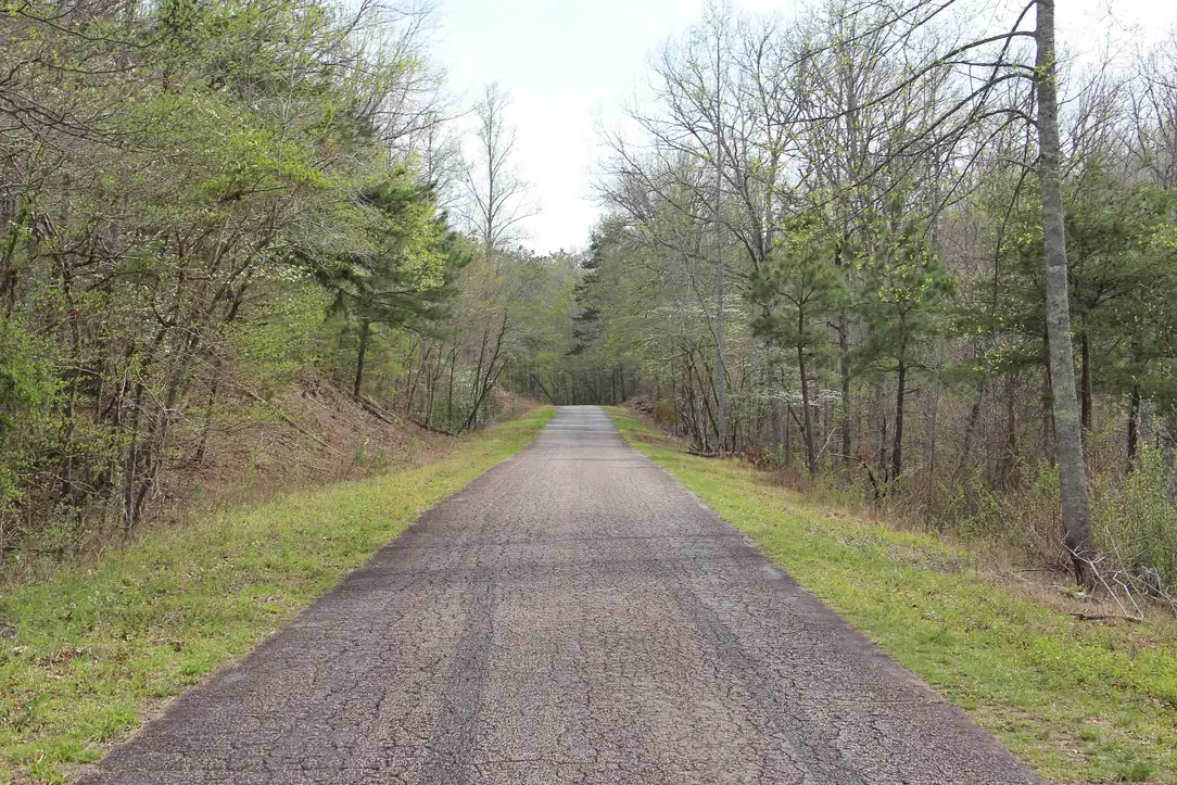 A narrow cracked paved road running into a tunnel of pines and budding hardwoods with white dogwoods in bloom