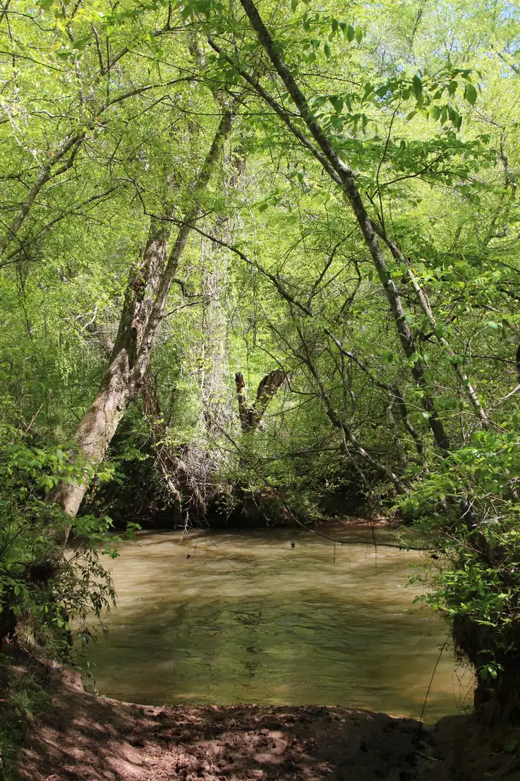A brown, fast river seen through an arch of leaning spring-green trees from a muddy bank
